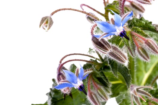 Close up view of the Borage Flower (Borago Officinalis) isolated on a white background.