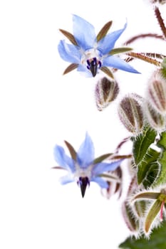 Close up view of the Borage Flower (Borago Officinalis) isolated on a white background.