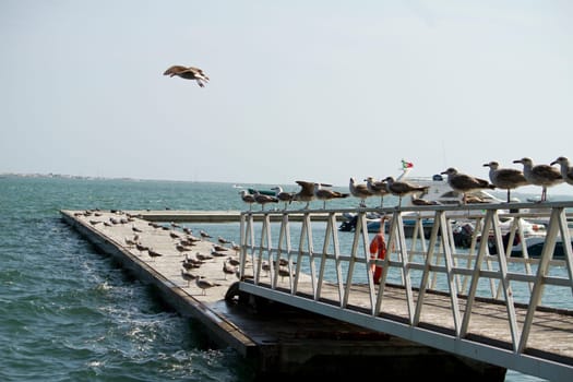 View of a group of seagulls standing along a pier.