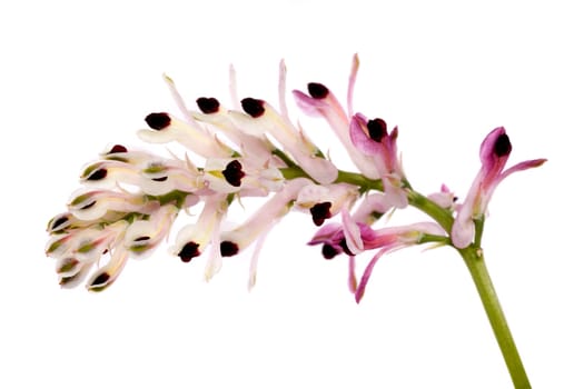 Close up view of a Fumaria wildflower isolated on a white background.