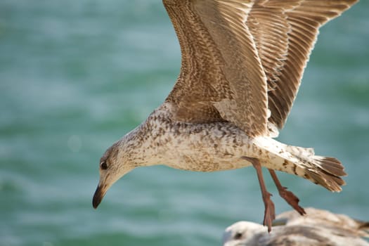 View of a juvenile seagull in plain flight next to the docks.
