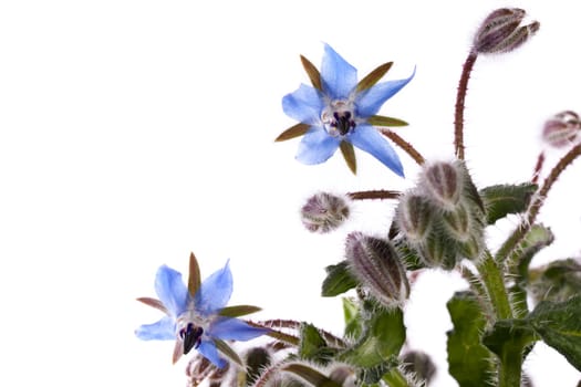 Close up view of the Borage Flower (Borago Officinalis) isolated on a white background.