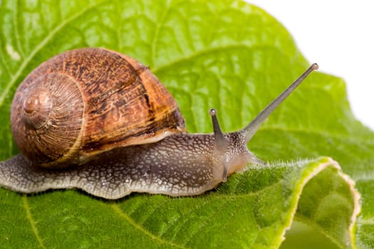Close up view of a snail walking around on a white background.