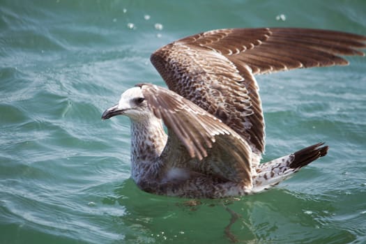 Close view of a juvenile seagull swimming on the water.
