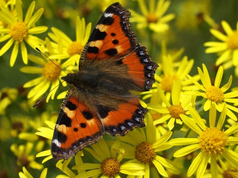 Small tortoiseshell