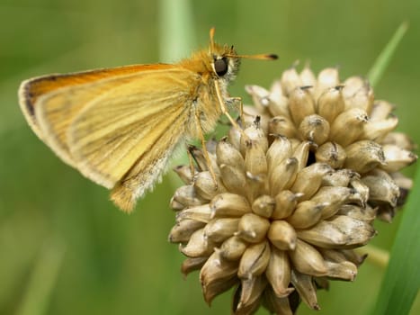 Rust-coloured butterflies