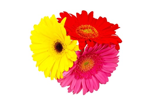 Flowers of red, yellow and pink gerbera isolated on white