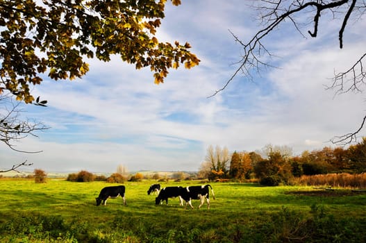Cows in a meadow in fall