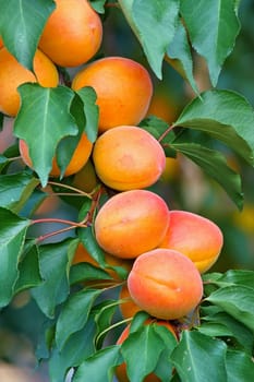 Fresh, colorful ripe apricots on branch
