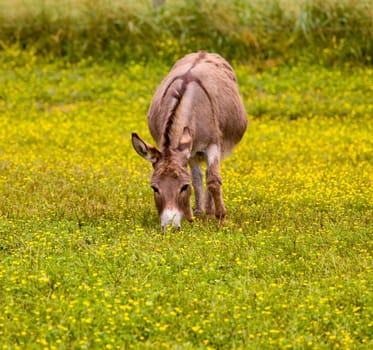 Young baby donkey in a meadow full of wildflowers