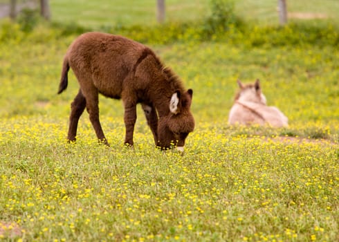 Young baby donkey in a meadow full of wildflowers