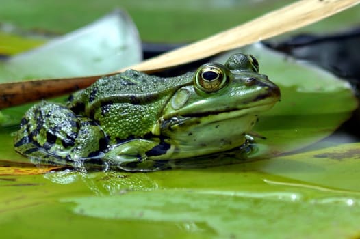 Frog
