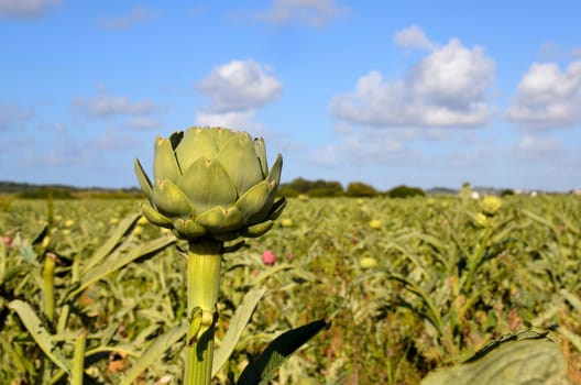 Artichokes Field France