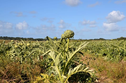 Artichokes Field France