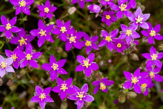 Close up view of some Red Sand Spurrey (Spergularia rubra) wildflower.