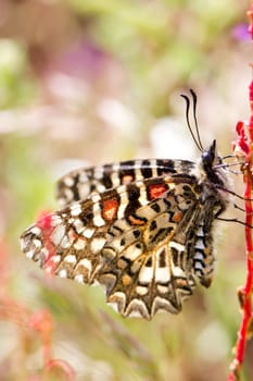 Close up view of a Spanish festoon butterfly (Zerynthia rumina) butterfly.