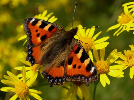 Small tortoiseshell