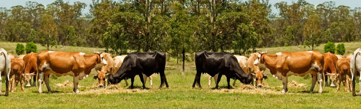 Australian beef cattle cow scene for border