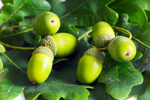 Young acorns