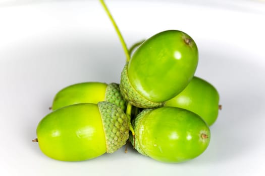 Young acorns