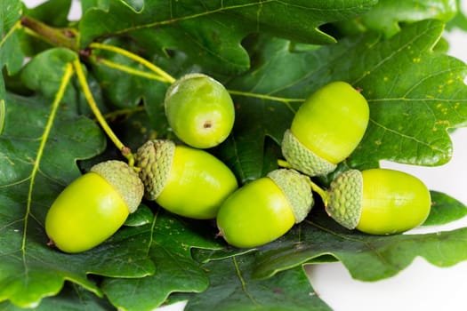 Young acorns