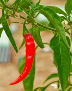 hot red chilli pepper organic gardening spicy food ingredient