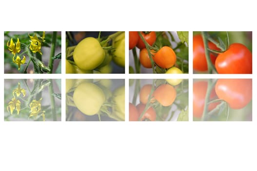 Tomatoes