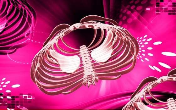 Digital illustration of collar bone in colour background