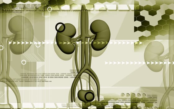 Digital illustration of kidney in colour background