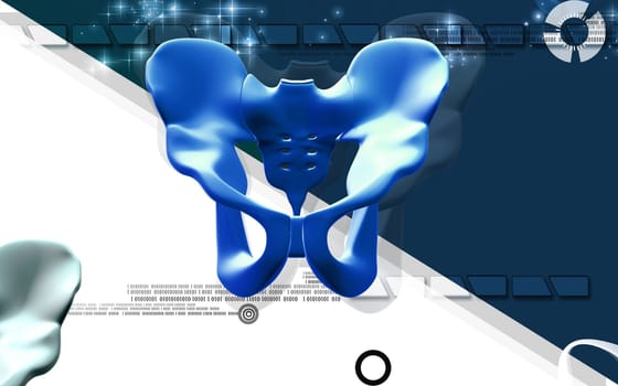 Digital illustration of pelvic girdle in colour background
