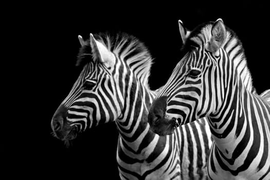 ZebraDuo II