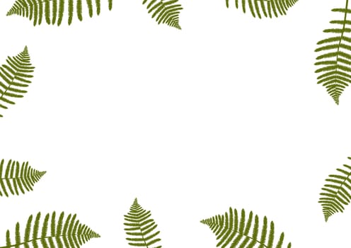 Fern as a frame