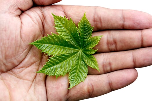 A young castor leaf in a palm