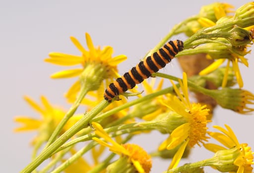 Caterpillar