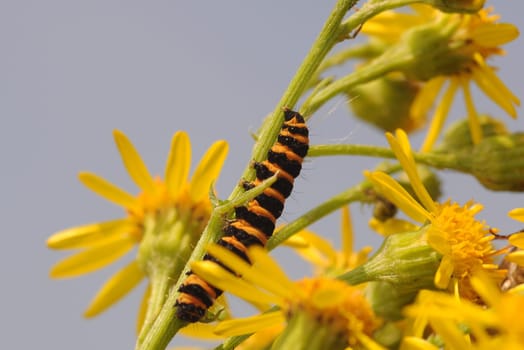 Butterfly caterpillar