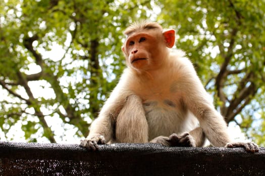 An indian female monkey sitting and staring