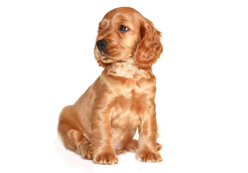 spaniel dog isolated on white background