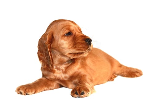 spaniel dog isolated on white background