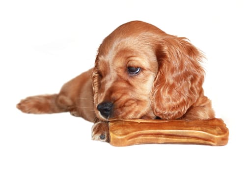 spaniel dog isolated on white background
