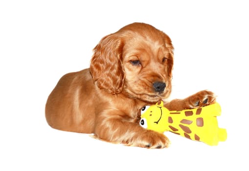 spaniel dog isolated on white background