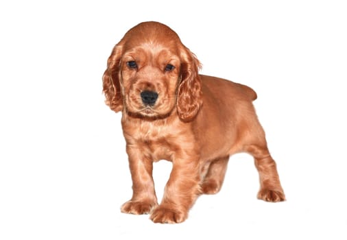 spaniel dog isolated on white background