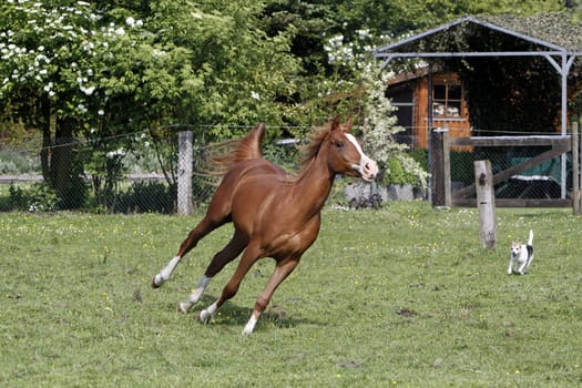 Galloping Arabian in a pasture