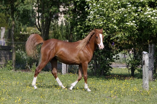 Galloping Arabian in a pasture