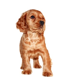 spaniel dog isolated on white background