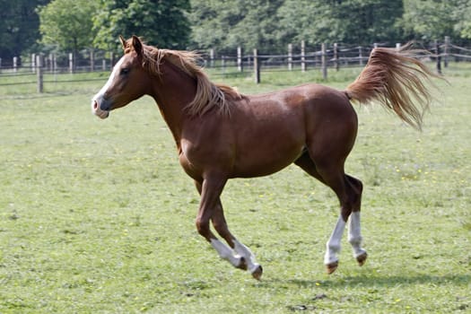 Galloping Arabian in a pasture