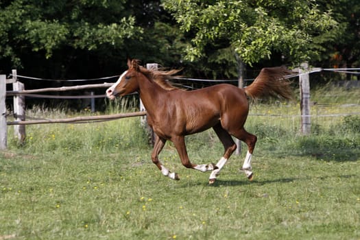 Galloping Arabian in a pasture