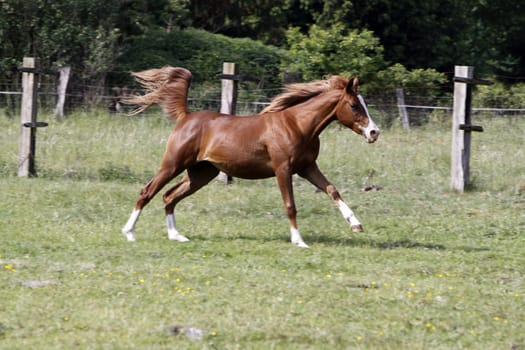Galloping Arabian in a pasture