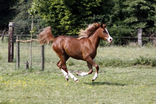 Galloping Arabian in a pasture