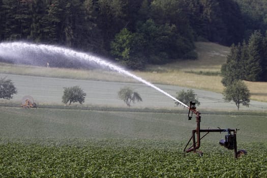 Watering a potato field
