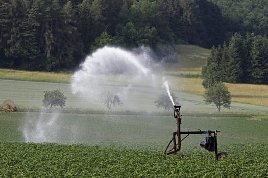 Watering a potato field